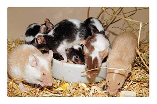 LESGAULEST Doormat Floor Rug/Mat -23.6 x 15.7 inch- - Mice FarbmAuse Long Tail Mice Button Eyes Tame LESGAULEST Doormat Floor Rug/Mat -23.6 x 15.7 inch- - Mice FarbmAuse Long Tail Mice Button Eyes Tame