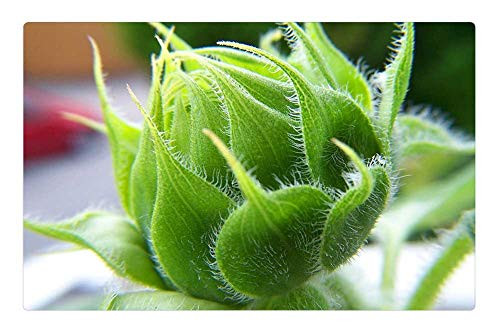 LESGAULEST Doormat Floor Rug/Mat -23.6 x 15.7 inch- - Flower Flower Bud Button Plant Macro Green Bud