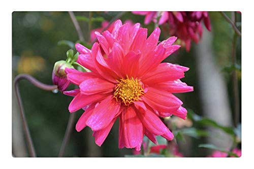 LESGAULEST Doormat Floor Rug/Mat -23.6 x 15.7 inch- - Pink Flower Button Flower Green Leaves Flower Pink