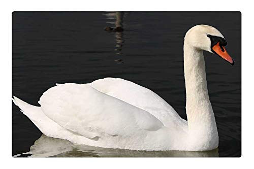 LESGAULEST Doormat Floor Rug/Mat -23.6 x 15.7 inch- - Swan Birds White Swan Bird Mirror Reflection LESGAULEST Doormat Floor Rug/Mat -23.6 x 15.7 inch- - Swan Birds White Swan Bird Mirror Reflection