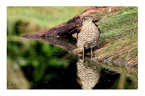 LESGAULEST Doormat Floor Rug/Mat -23.6 x 15.7 inch- - Sparrowhawk Bird of Prey Mirror Image LESGAULEST Doormat Floor Rug/Mat -23.6 x 15.7 inch- - Sparrowhawk Bird of Prey Mirror Image