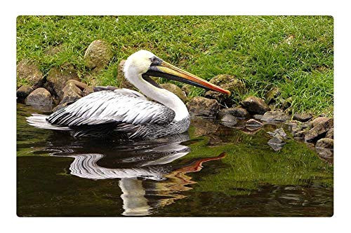 LESGAULEST Doormat Floor Rug/Mat -23.6 x 15.7 inch- - Bird Large Pelikan Large Beak Water Mirror Image LESGAULEST Doormat Floor Rug/Mat -23.6 x 15.7 inch- - Bird Large Pelikan Large Beak Water Mirror Image