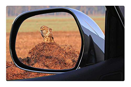 LESGAULEST Doormat Floor Rug/Mat -23.6 x 15.7 inch- - Mirror Rear Mirror Animal Bird Buzzard LESGAULEST Doormat Floor Rug/Mat -23.6 x 15.7 inch- - Mirror Rear Mirror Animal Bird Buzzard