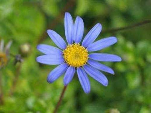 50 Blue Rice Button Aster Dumosus Flower -ASFP- ctFlat Shipping Can Grow in Pot 50 Blue Rice Button Aster Dumosus Flower -ASFP- ctFlat Shipping Can Grow in Pot