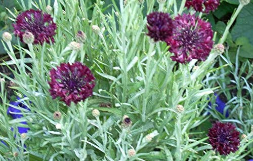 25 Black Garnet Bachelor's Button / Cornflower Centaurea Cyanus Flower -LMSP- ct Can Grow in Pot