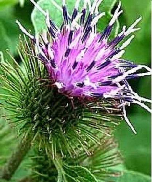 200 Great Burdock Arctium Lappa -Edible Burdock / Cockle-Button / Beggar's Buttons- HERB Flower -RFLP- ct Can Grow in Pot