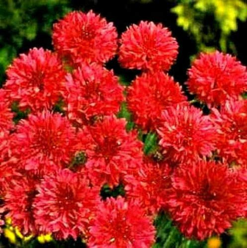 SmartMe - 1/4 oz Red Bachelor Button Ct, Tall Red Cornflower Ct, Bulk Flowers 1500 Ct - High Germination