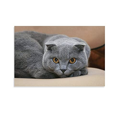 Cards and Envelopes Set Blank, Scottish Fold Cat Orange Eyes Kitten Grey Greeting Card for Birthday All Occasion 10x7 Inches