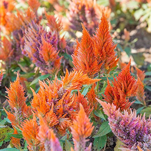 Fresh Look Plumed Celosia Seeds - 1000 Seeds - Orange - Annual Flower Gardening Seeds - Celosia plumosa