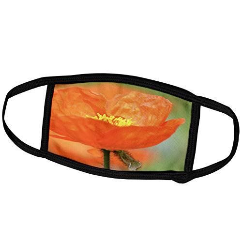 3dRose PS Flowers - Beautiful Orange Iceland Poppy - Flowers - Spring - Face Masks -fm-52822-1-