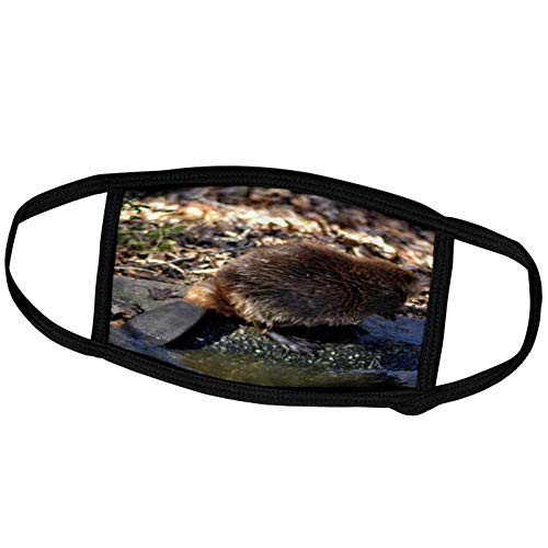 3dRose WhiteOak Photography Beavers - A Beaver with its Back Facing You - Face Covers -fc-110078-1- 3dRose WhiteOak Photography Beavers - A Beaver with its Back Facing You - Face Covers -fc-110078-1-
