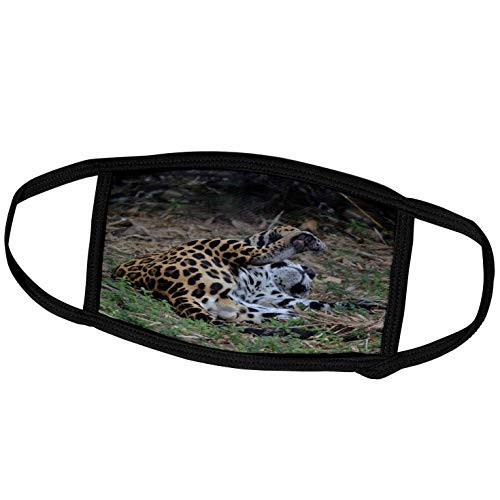 3dRose Susans Zoo Crew Animals - Jaguar Rolling on Back - Face Covers -fc-178486-1-