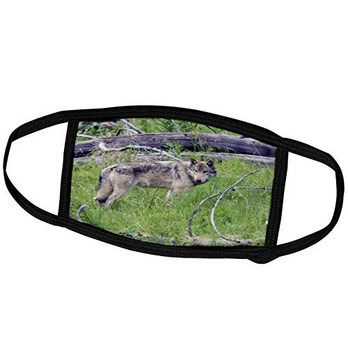 3dRose Danita Delimont - Animal - Gray Wolf Looking Back - Face Covers -fc-231158-1-