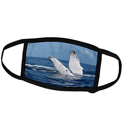 3dRose A Humpback Whale Floats on its Back, Silver Bank, Dominican. - Face Covers -fc-312990-1- 3dRose A Humpback Whale Floats on its Back, Silver Bank, Dominican. - Face Covers -fc-312990-1-