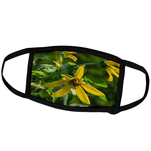 3dRose Susans Zoo Crew Photography Flowers - Yellow Flower Daisy Style Green Back - Face Masks -fm-184474-3- 3dRose Susans Zoo Crew Photography Flowers - Yellow Flower Daisy Style Green Back - Face Masks -fm-184474-3-