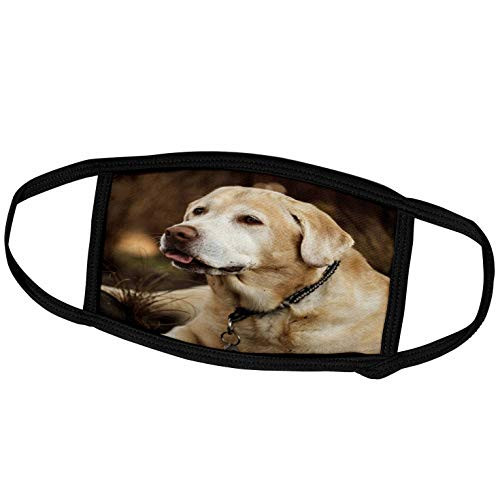 3dRose Danita Delimont - Dog - Oregon, Keizer, Labrador Retriever in Backyard. - Face Masks -fm-251352-3-