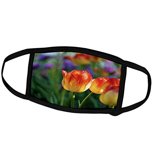 3dRose Alexis Photography - Flowers Tulip - Yellow and Orange Tulip Flower on a Sunny Flowerbed - Face Masks -fm-273943-1- 3dRose Alexis Photography - Flowers Tulip - Yellow and Orange Tulip Flower on a Sunny Flowerbed - Face Masks -fm-273943-1-