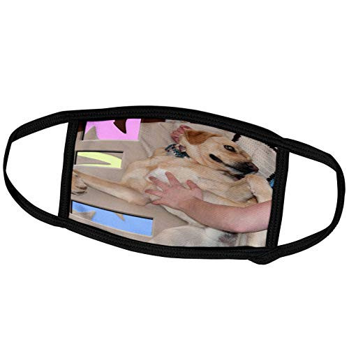 3dRose Jos Fauxtographee Realistic - Loving Hand on The Tummy of Large Blonde Pet Dog Laying on Its Back - Face Masks -fm-49460-2- 3dRose Jos Fauxtographee Realistic - Loving Hand on The Tummy of Large Blonde Pet Dog Laying on Its Back - Face Masks -fm-49460-2-