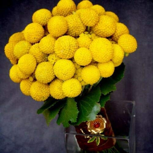 Yellow Billy Buttons / Wolyheads Craspedia Globosa Flower rsc2a6r -20 Seeds- can Grow in Trays or pots