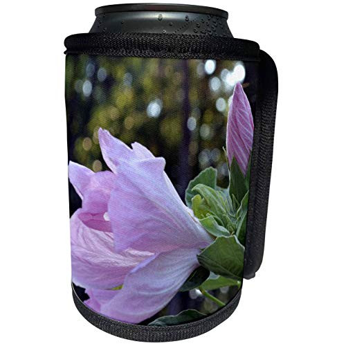 3dRose WhiteOak Photography Floral Prints - A soft baby pink garden Hibiscus - Can Cooler Bottle Wrap -cc-63325-1-
