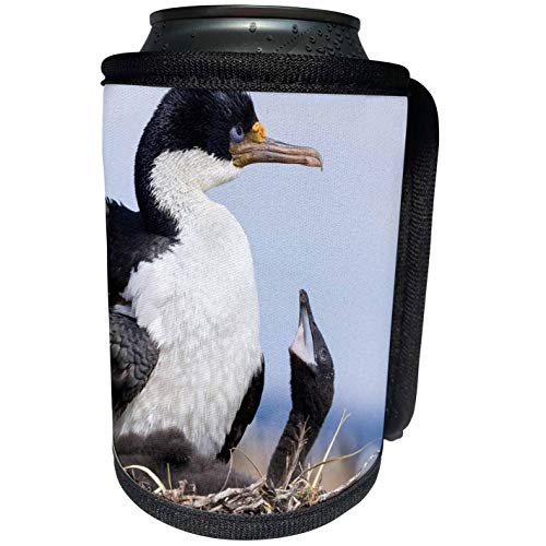 3dRose Danita Delimont - Baby Animals - Imperial Shag in a huge rookery. Adult with chick in nest. - Can Cooler Bottle Wrap -cc-229139-1-