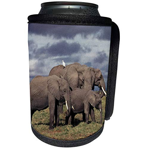 3dRose Danita Delimont - Elephants - Kenya, Amboseli National Park, Baby African Elephant with family, Can Cooler Bottle Wrap -cc-210179-1-