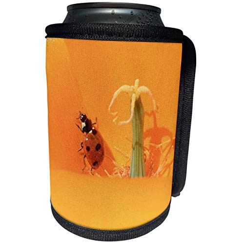 3dRose Patricia Sanders Flowers - ladybug in a poppy - Can Cooler Bottle Wrap -cc-22664-1-