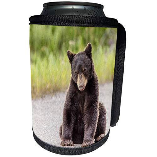 3dRose Danita Delimont - Baby Animals - Montana, Glacier National Park, Grizzley Bear Cub. - Can Cooler Bottle Wrap -cc-259620-1-
