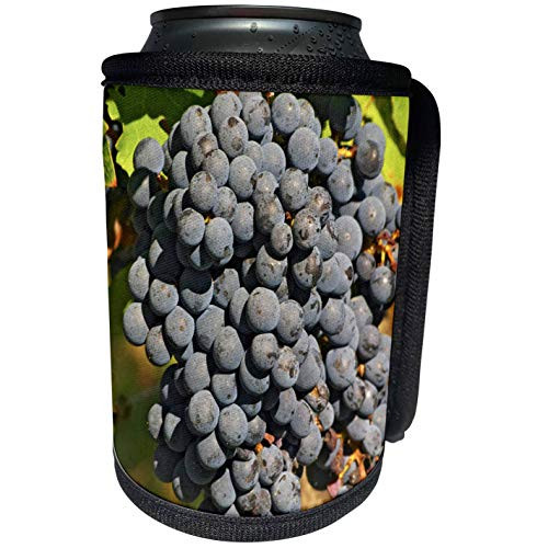 3dRose Danita Delimont - Vineyards - Petit Verdot, Vineyard, Chateau Pey la Tour, France - EU09 PKA2112 - Per Karlsson - Can Cooler Bottle Wrap -cc-81648-1-