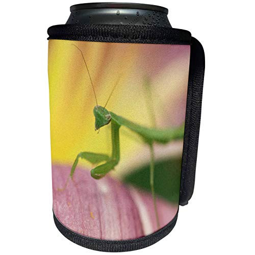 3dRose Danita Delimont - Insects - Praying Mantis insect in garden, Pennsylvania, USA - NA02 RKL0000 - Raymond Klass - Can Cooler Bottle Wrap -cc-84194-1-