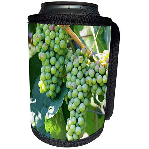 3dRose Danita Delimont - Vineyards - Shesh grape, Vineyard, Cobo winery, Poshnje, Albania-EU01 PKA0093 - Per Karlsson - Can Cooler Bottle Wrap -cc-75965-1-