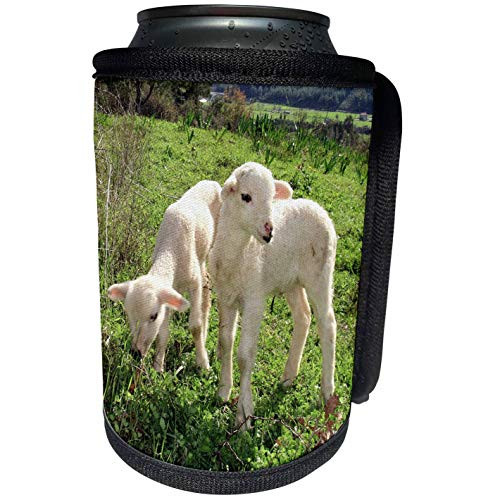 3dRose Taiche - Photography - Lambs - Twin Lambs - animal, ewe, farmyard, flock, herd, lamb, lambs - Can Cooler Bottle Wrap -cc-46672-1-