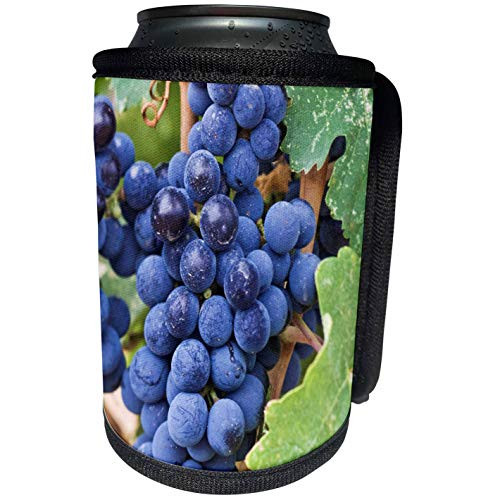 3dRose Danita Delimont - Vineyards - USA, WA, Yakima Valley, Cabernet Franc Grape vineyard - US48 RTI0229 - Rob Tilley - Can Cooler Bottle Wrap -cc-96773-1-