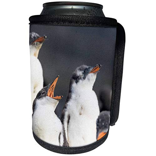 3dRose Danita Delimont - Baby Animals - Gentoo Penguin, Falkland Islands, half grown chicks. - Can Cooler Bottle Wrap -cc-229105-1-