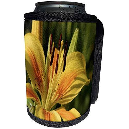 3dRose Taiche - Photography - Lilies - Beautiful Yellow Lily - Can Cooler Bottle Wrap -cc-243212-1-