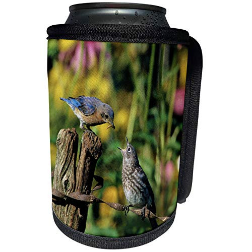 3dRose Danita Delimont - Bluebird - Eastern Bluebird female feeding fledgling on fence near flower garden - Can Cooler Bottle Wrap -cc-250858-1-