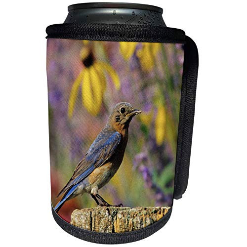 3dRose Danita Delimont - Bluebird - Eastern Bluebird female on fence post in flower garden, Illinois - Can Cooler Bottle Wrap -cc-250924-1- 3dRose Danita Delimont - Bluebird - Eastern Bluebird female on fence post in flower garden, Illinois - Can Cooler Bottle Wrap -cc-250924-1-