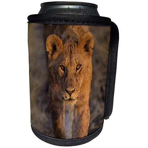 3dRose Danita Delimont - Baby animals - Africa. Tanzania. African lion cub, Panthera Leo, Serengeti NP. - Can Cooler Bottle Wrap -cc-276559-1-