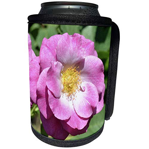 3dRose Patricia Sanders Flowers - Pink and White Rose Macro Flower Flower Photography - Can Cooler Bottle Wrap -cc-30414-1-