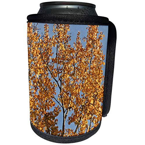 3dRose Yellow leaves of an aspen tree against the background. - Can Cooler Bottle Wrap -cc-327926-1-