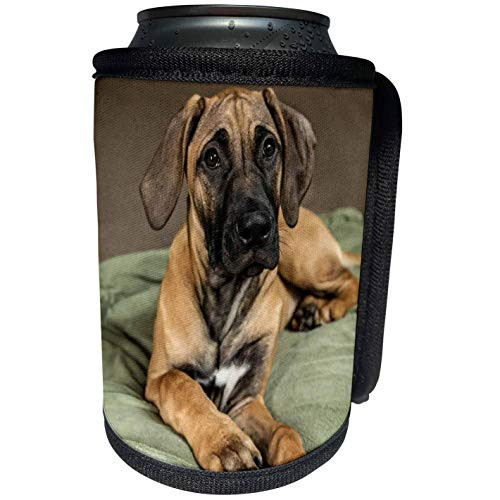 3dRose Four month old Rhodesian Ridgeback puppy reclining on. - Can Cooler Bottle Wrap -cc-332634-1- 3dRose Four month old Rhodesian Ridgeback puppy reclining on. - Can Cooler Bottle Wrap -cc-332634-1-