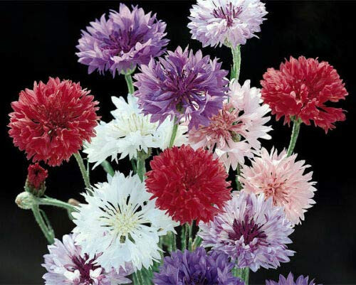 Fresh Seeds - Mixed Bachelor Button Seeds, Mixed Cornflower Seeds, Bulk Flower Seeds, 500ct