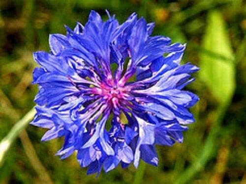 Cobalt Bachelor's Button Cornflower Flower Seeds / Annual jocad -35 plus Seeds-