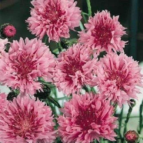 Pink Bachelor's Button Cornflower Flower Seeds / Long Lasting Annual jocad -35 plus Seeds-