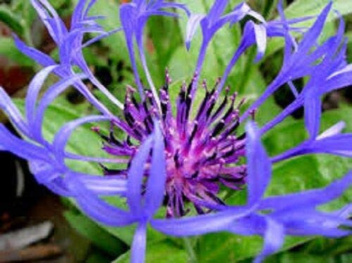 Centaurea Montana / Cornflower / Bachelor's Button Flower Seeds / Annual jocad -35 plus Seeds-