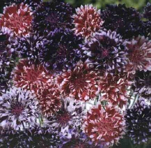 Centaurea Frosted Queen Mix Bachelor's Button Cornflower Flower Seed Mix jocad -40 plus Seeds- Centaurea Frosted Queen Mix Bachelor's Button Cornflower Flower Seed Mix jocad -40 plus Seeds-