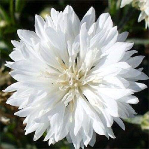 Pure White Bachelor's Button Cornflower Flower Seed / Long Lasting Annual jocad -35 plus Seeds- Pure White Bachelor's Button Cornflower Flower Seed / Long Lasting Annual jocad -35 plus Seeds-