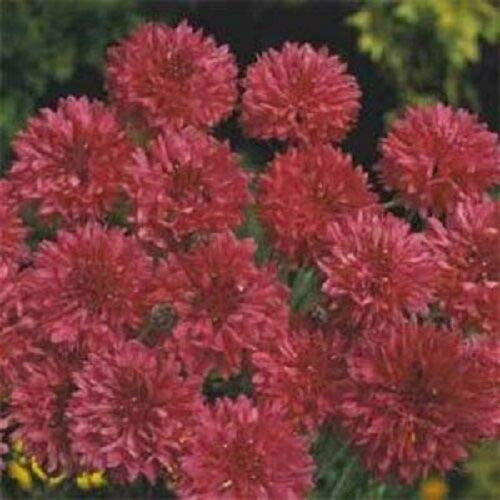 Bold Red Bachelor's Button Cornflower Flower Seed / Long Lasting Annual jocad -35 plus Seeds-
