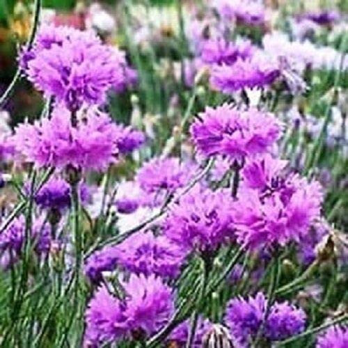 Centaurea Mauve Cornflower Bachelor's Button Annual Flower jocad -35 plus Seeds-