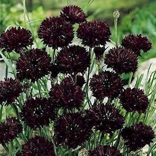 Black Bachelor Button , Black Cornflower , Heirloom Flower , 50 Ct. - -MB- Vegetable Flower Garden Decoration Summer Spring